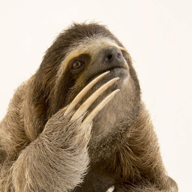 three-toed-sloths_thumb.ngsversion.1486744425400.adapt.1900.1.jpg