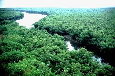 Sundarban (1).jpg