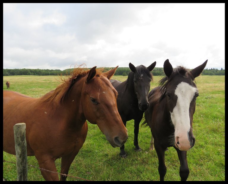 3 Jeremys horses looking at me by fence good.JPG