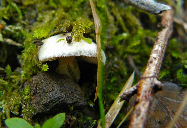 mini mushrooms lumix 3.jpg