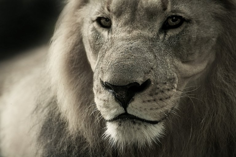 lion-588144_1920.jpg