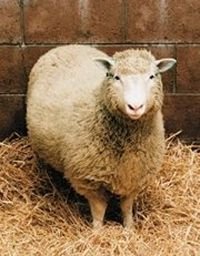 dolly-the-sheep-200.jpg