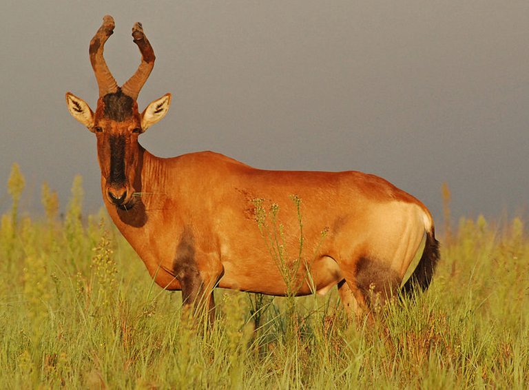 800px-Hartebeest_(facing)_Addo.jpeg