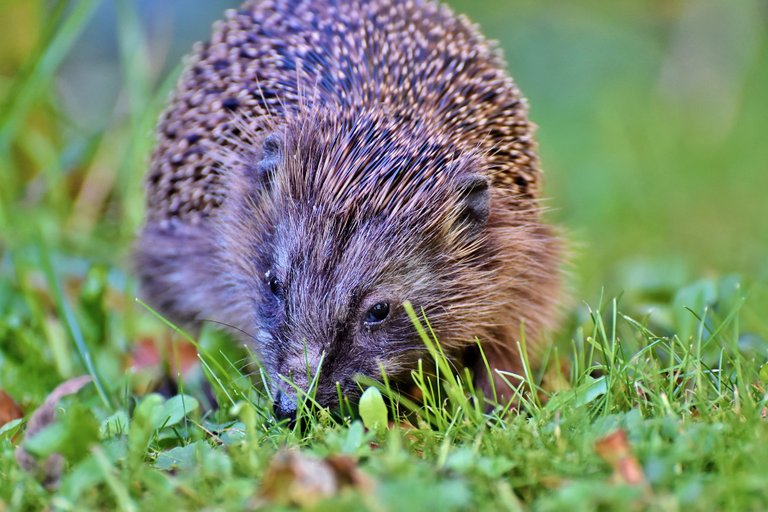 hedgehog-3818740_1920.jpg