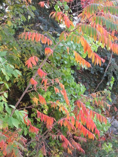 small sumac.JPG