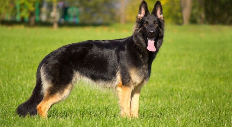 German-Shepherd-Top-Famous-Beautiful-Dog-Breeds-in-The-World-2019.jpg