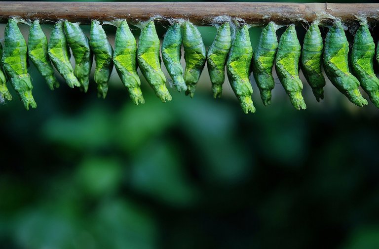 cocoon-209096_1920.jpg