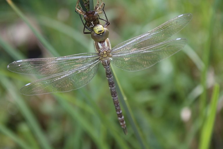 dragonfly-3466286_960_720.jpg