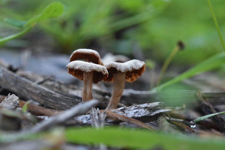 mushrooms bark chips 2.jpg