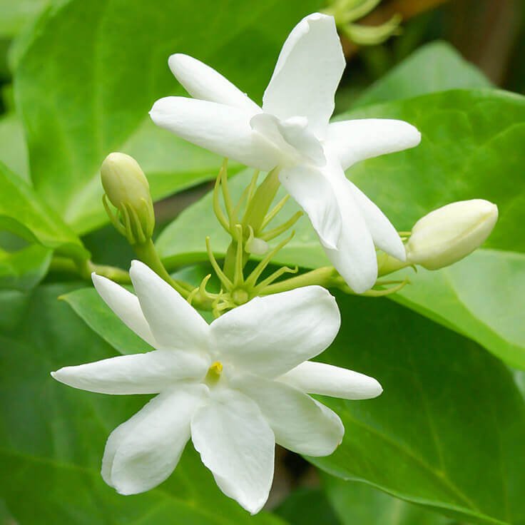 Jasminum-grandiflorum-736A.jpg