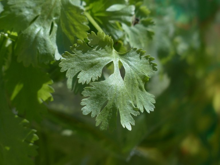 real-coriander-115373_960_720.jpg