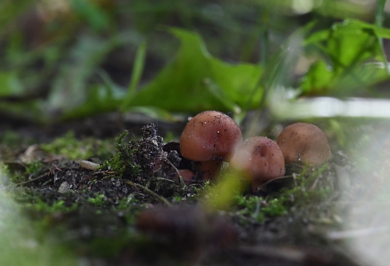 mushrooms lawn 1.jpg