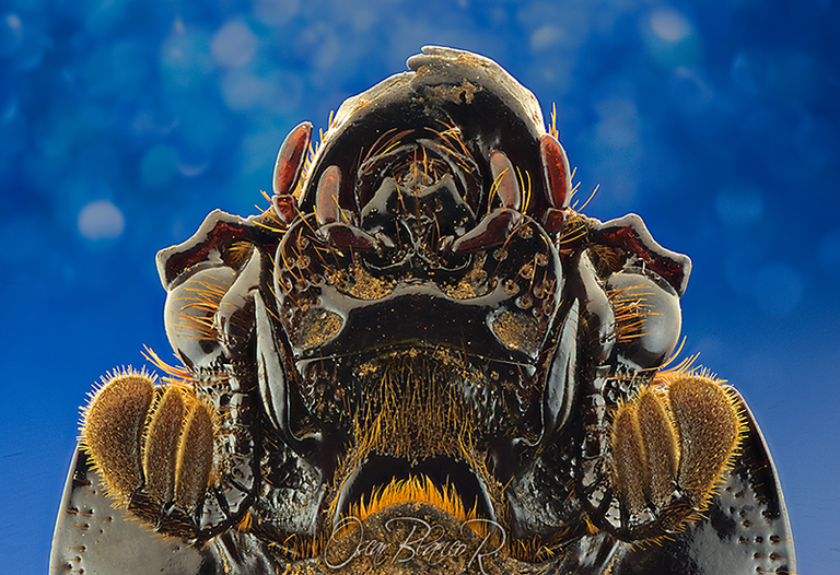 Oileus-rimator-bess-beetle-hissing2.png