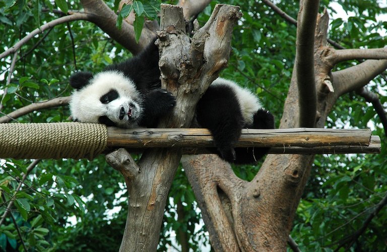 giant-panda-1878573_960_720.jpg