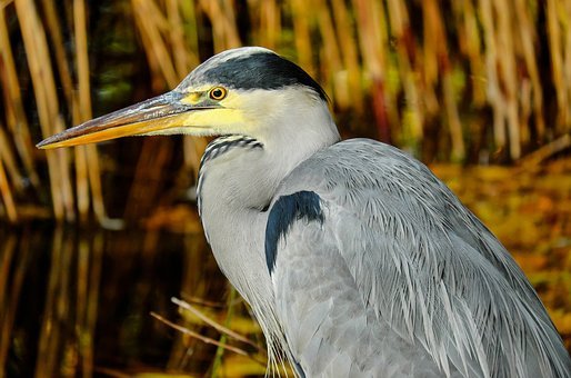 heron-1779147__340.jpg