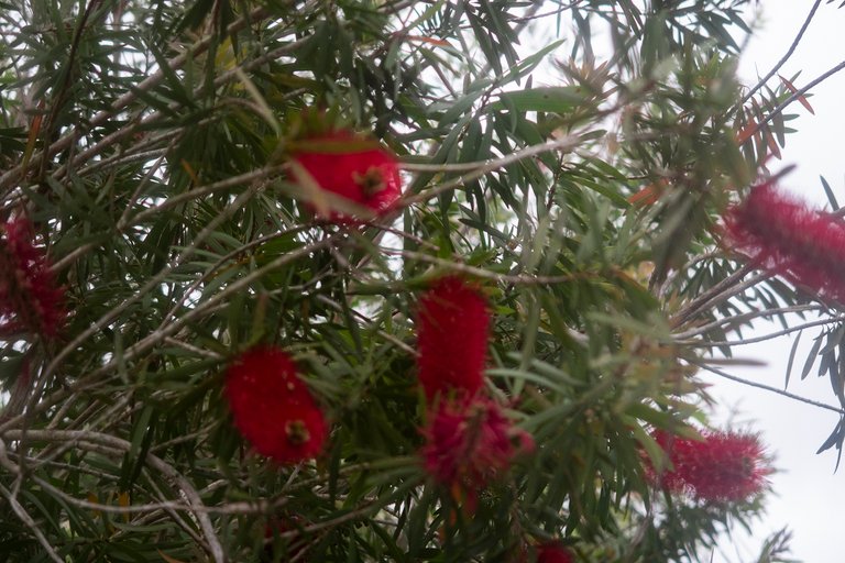 BottleBrush_1.jpg