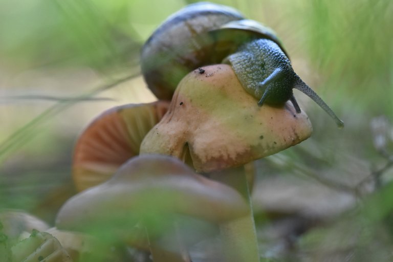 snail mushrooms  2.jpg