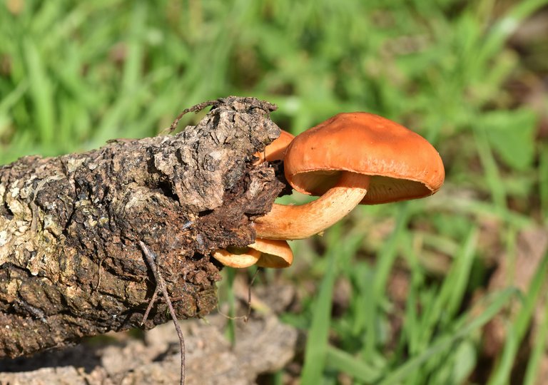 mushrooms orange cork tree 1.jpg