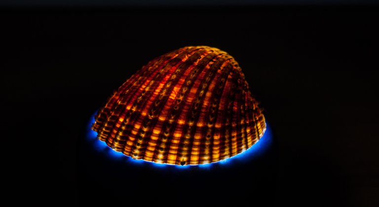 Backlit seashell - by steve j huggett.jpg