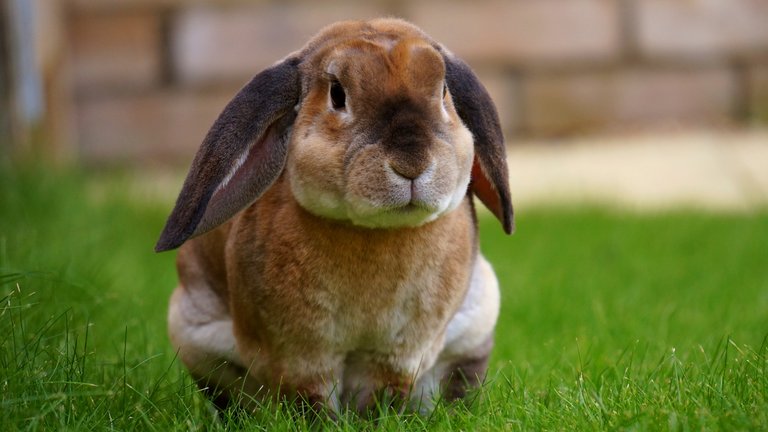 animal-animal-photography-bunny-104373.jpg