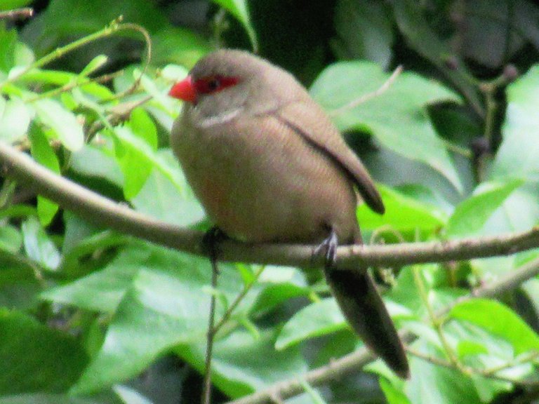 0703-Common_Waxbill.jpg