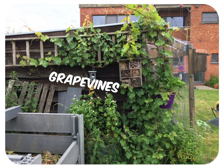 grapevines.jpg