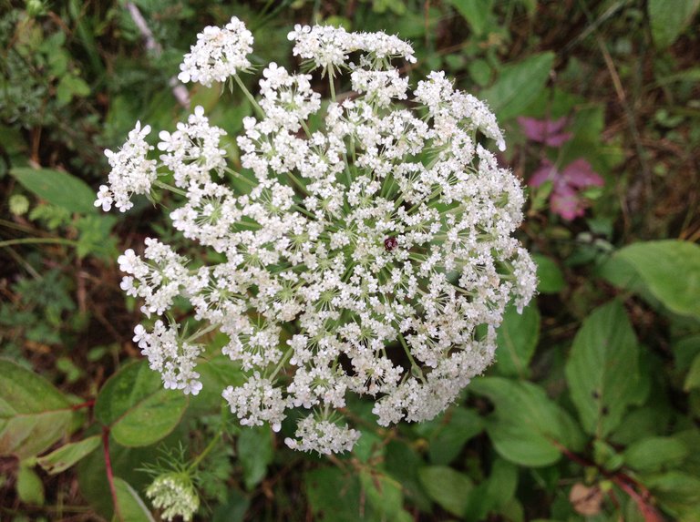 Queen Anne's Lace.JPG