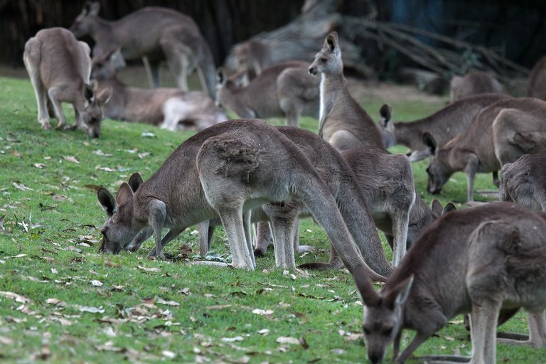 7466657528-brisbane-lone-pine-koala-sanctuarykangaroo (FILEminimizer).jpg