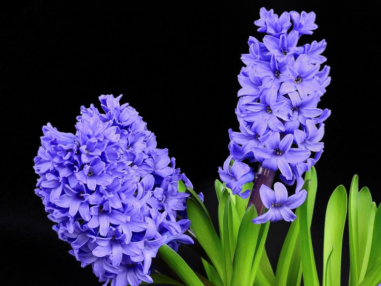 hyacinth-2202861_1280.jpg