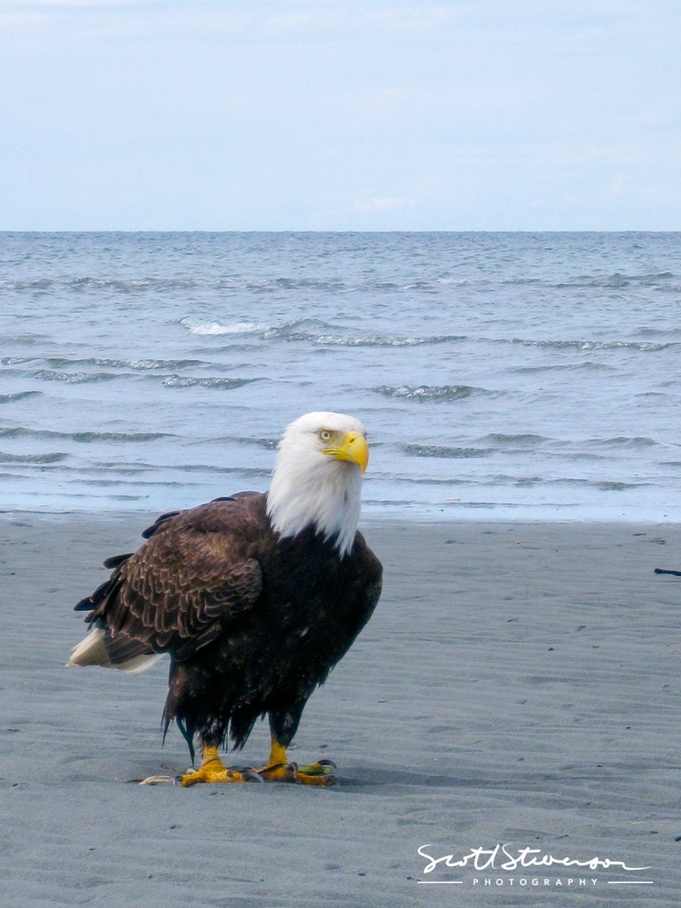 Bald Eagle-1.jpg