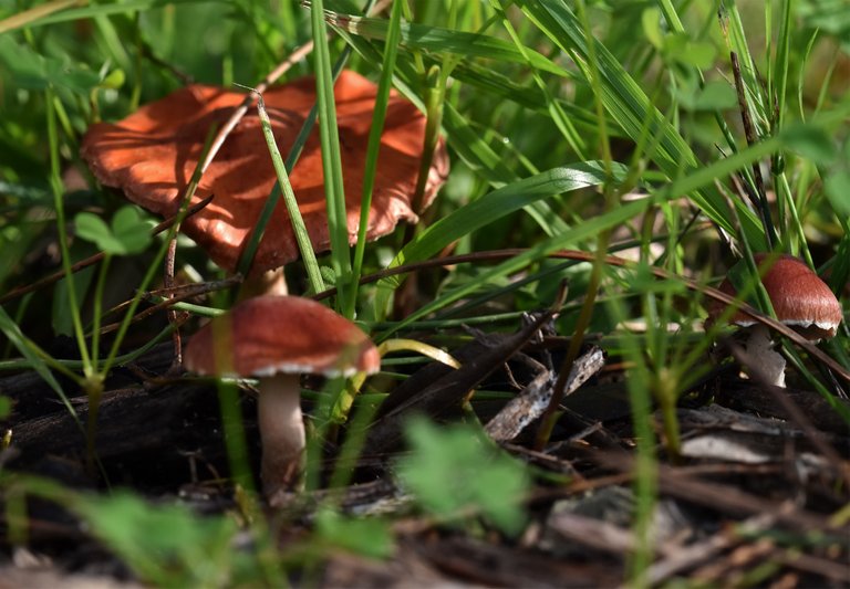 orange mushroom grass 5.jpg