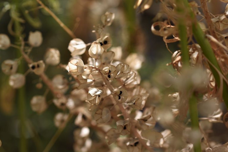 muscari seed pods drystuff 4.jpg