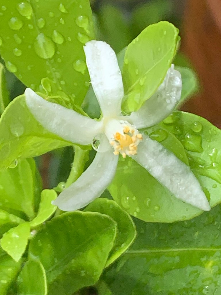 my little garden5.jpg