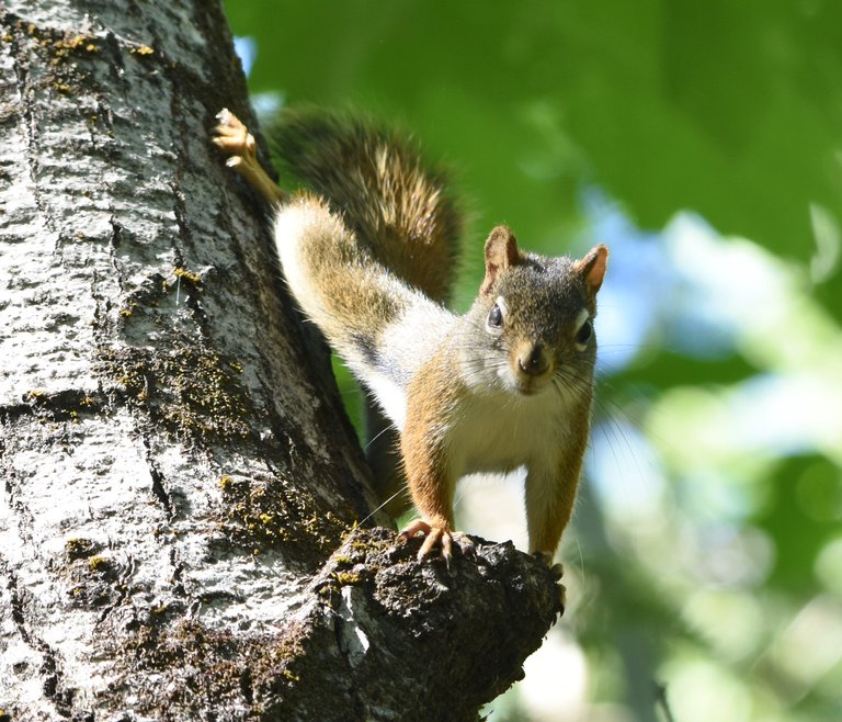 Red Squirrel.JPG