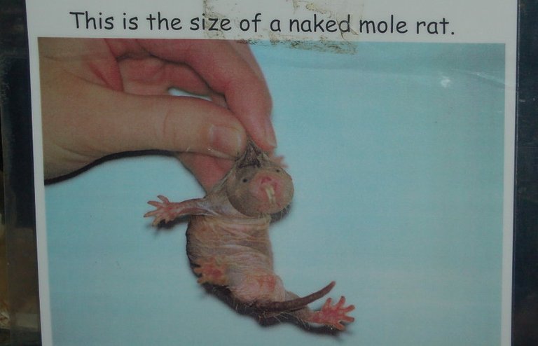 Real_Size_Naked_Mole_Rat_small.jpg