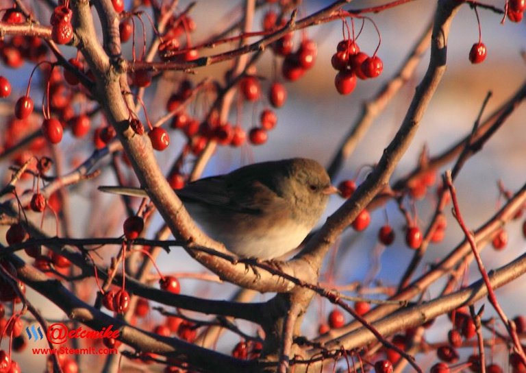 Dark-eyed Junco PFW97.jpg