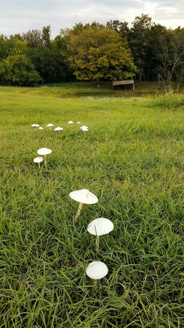 steemit-enternamehere-mushroom-trail-outdoors-nature.jpg