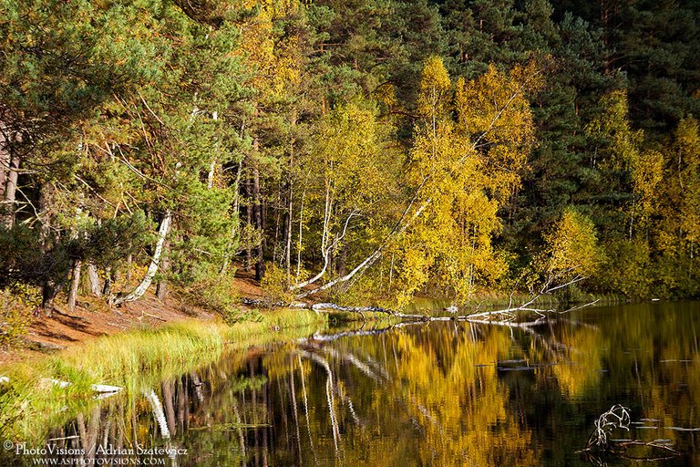 PA018-Small_forest_pond.jpg