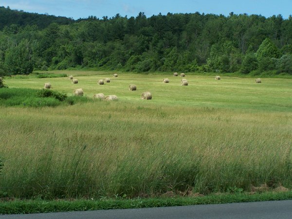 Road trip - Cheshire -  hayfield1 crop July 2019.jpg