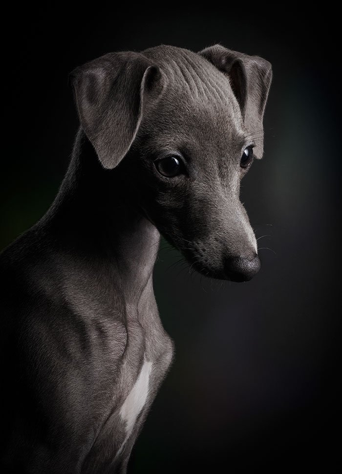 dog-photographer-of-the-year-2018-winners-the-kennel-club-46-5b51d967293ac__700.jpg