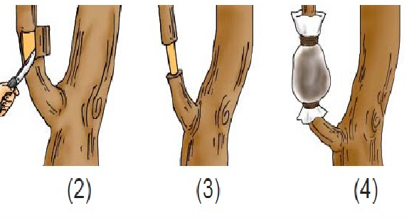 Langkah_langkah_mencangkok.png