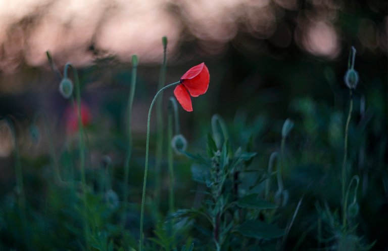 poppy sunset bokeh 1.jpg