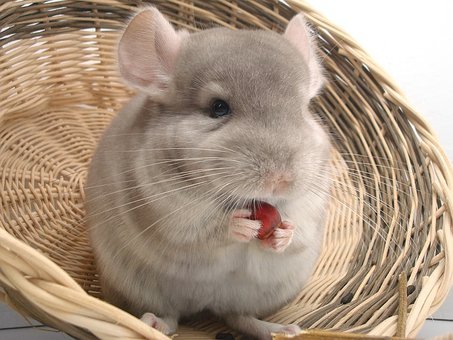 chinchilla-1897800__340.jpg