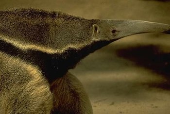 anteater-2-2133.jpg