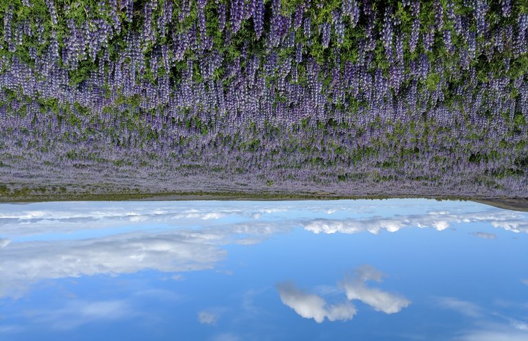 lupine, Lupinus nootkatensis