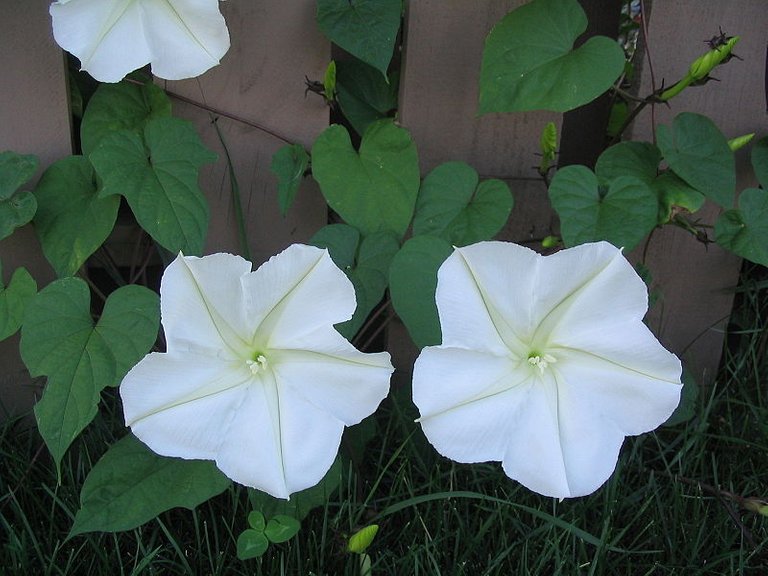 800px-Ipomoea_alba.jpg