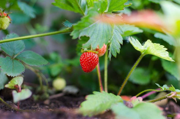 agriculture-berry-close-up-298696.jpg
