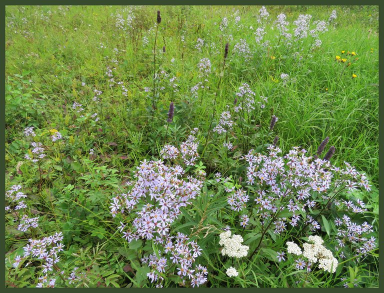 combo yarrow aster and hyssop good.JPG