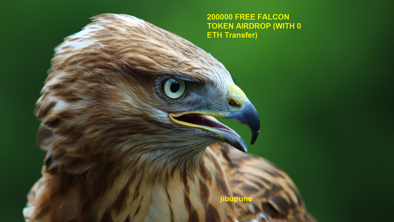 falcon.png