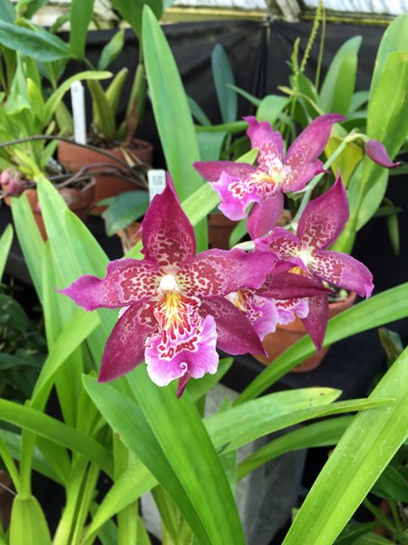 Smith Greenhouses - orchid5 crop January 2020.jpg